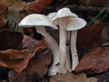 Hygrophorus cossus